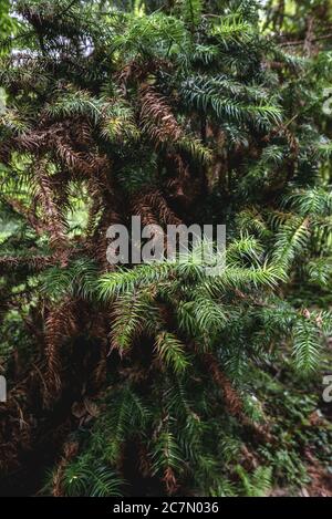 Cunninghamia lanceolata, nome comune Cunninghamia o abete cinese Foto Stock