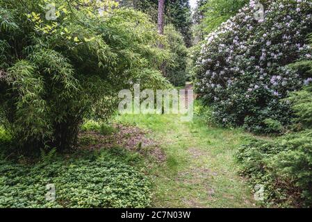 Arboreto dell'Università di Varsavia delle Scienze della vita nel villaggio di Rodzkie nella provincia di Polonia Foto Stock