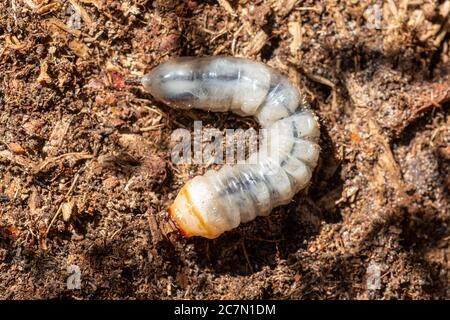 Larva del barbeolo del tanner (Prionus coriarius), una specie di barbabietole del longhorn, Regno Unito Foto Stock