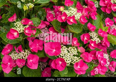 Hydrangea macrophylla 'Nachtigall' (Serie Teller), un bel lacecap con fiori rosa intenso, Regno Unito Foto Stock