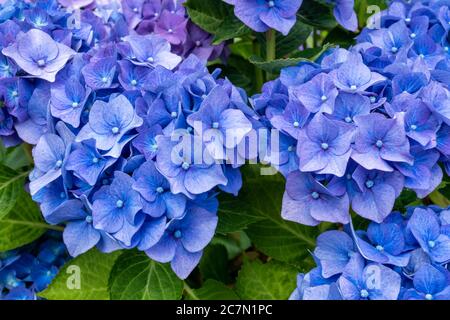 Hydrangea macrophylla 'Belaa', un hydrangea testa-mop con fiori grandi, globulari, blu, luglio, Regno Unito Foto Stock