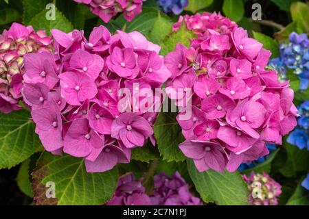 Idrangea macrophylla 'Belaa', un idrangea a testa di mop con fiori grandi, globulari, rosa e blu. Foto Stock