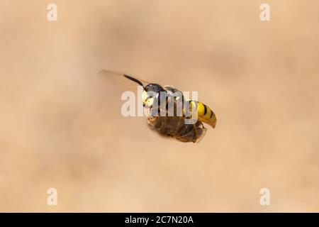 Il lupo europeo (Philanthus triangulum), una vespe di assassino di api, in volo con prede di api per fornire il suo nido di sepoltura nella sabbia, Regno Unito Foto Stock