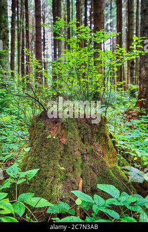 Vecchio, fossato, ceppo di albero in verde, soleggiato piano di terra. Grande ceppo di alberi nella foresta estiva. Giovane bush di mirtillo su un moncone coperto di muschio Foto Stock