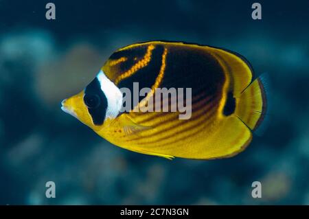 Raccoon butterflyfish, Chaetodon lunula, Cuts and Grottos dive site, Tutuntute, vicino al villaggio di Uhak, Isola di Wetar, vicino Alor, Indonesia, Mare di banda, Paci Foto Stock