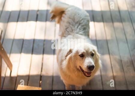 Sopra la vista del cane bianco grande pirenei dall'ingresso della casa o casa di casa chiedendo di andare all'interno Foto Stock