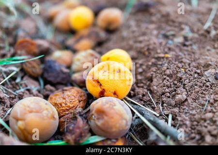 Chiocciolamento di albicocche di frutta caduti da albero su terra rovinata in frutteto in Fruita Capitol Reef National Monument in Utah estate Foto Stock