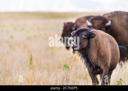 Baby vitello bisonte pascolo nella valle nel Antelope Island state Park in Utah in estate con paesaggio asciutto closeup spazio copia guardando la parte anteriore della fotocamera Foto Stock