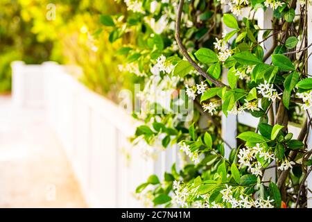 Estate giardino clematis vite piante fiori closeup esterno di fiori con luce solare e recinzione bianca nel cortile copia spazio sfondo Foto Stock