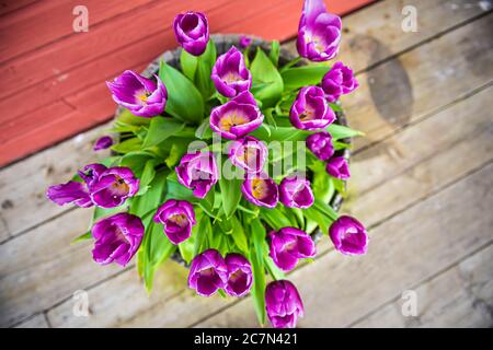 Above view looking down on purple colorful vibrant potted tulip plants flowers with wooden background in a house in Washington state during spring Foto Stock