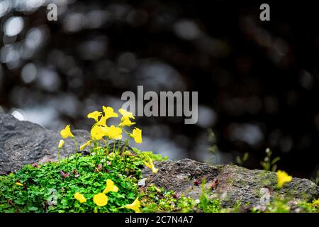 Kyoto, Giappone in primavera con macro closeup di fiori gialli oxalis fiorire lungo il canale del fiume Takase in aprile con sfondo sfocato Foto Stock