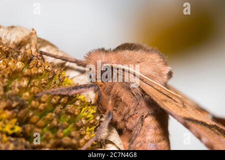 Paonias expaecatus, la finge accecata Foto Stock