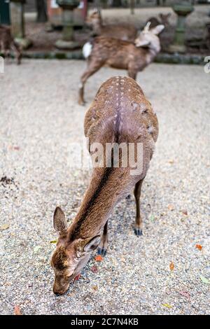 Nara, parco giapponese nel centro della città con cervi che guardano giù mangiando cracker di riso closeup con sfondo sfocato vista verticale Foto Stock