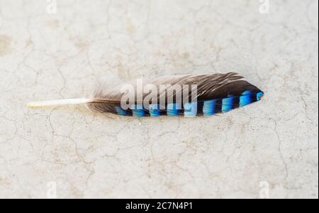 Grigio e blu a strisce piccola piuma di un giovane giugliano eurasiatico (Garrulus glandarius) in Germania, Europa Foto Stock