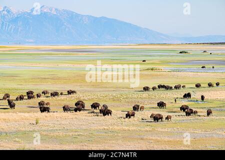 Vista ad alto angolo di molti animali selvatici bretone nella valle dell'Antelope Island state Park nello Utah in estate pascolo su erba con cielo e montagne Foto Stock