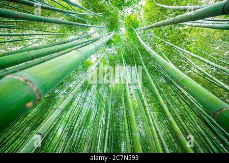 Kyoto, Giappone baldacchino grandangolo vista guardando su di Arashiyama foresta di bambù modello parco di molte piante in primavera con verde fogliame di colore in Daika Foto Stock