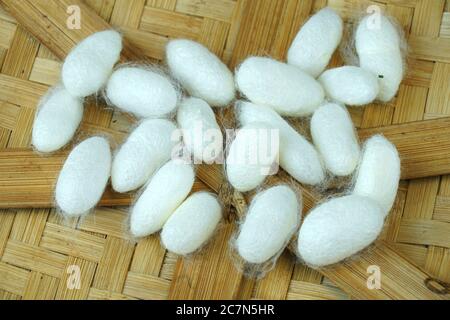 cocoon silkworm su contenitore di bambù Foto Stock