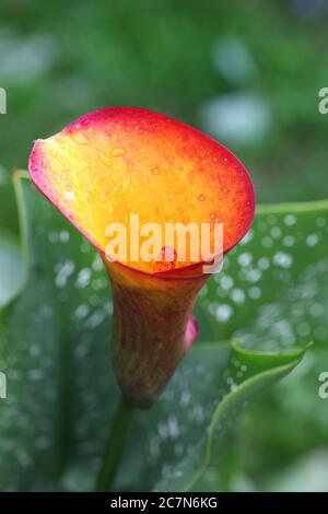 Bel giallo con fiore rosso di calla Foto Stock