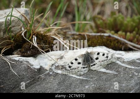 Farfalla chiamata Parnassius Apollo in latino, specie che vivono in altitudini elevate, nelle Alpi e in Himalaya, seduta su una roccia a Engelberg in Svizzera. Foto Stock