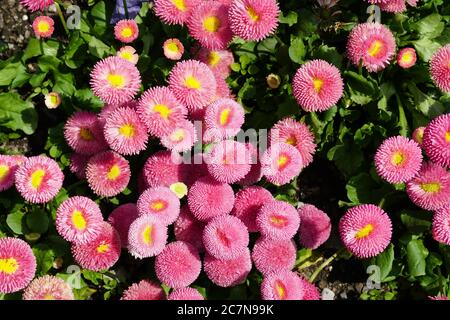 Doppio fiore daisy in colore rosa che cresce una colonia in primavera. Foto Stock