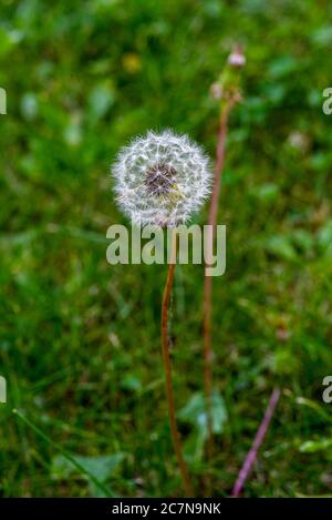 La doccia è un fiore perenne, tipico dei climi temperati, che cresce spontaneamente praticamente ovunque. La doccia è chiamata anche soffione Foto Stock