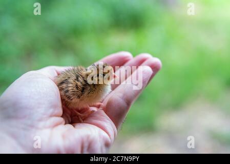 cazzo di quaglia neonato sul palmo Foto Stock