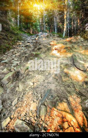 foresta percorso turistico tra le pietre e gli alberi. Montagne dei Carpazi. Ucraina. Escursioni stile di vita attivo Foto Stock