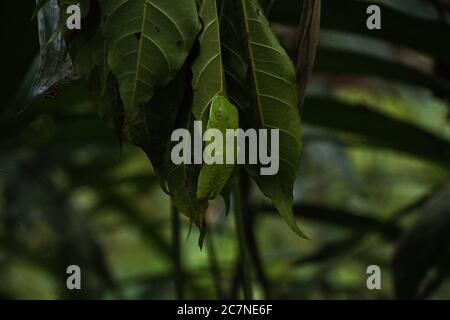 Una piccola rana verde appesa su una foglia verde in un ambiente lussureggiante a Puerto Viejo, Costa Rica Foto Stock