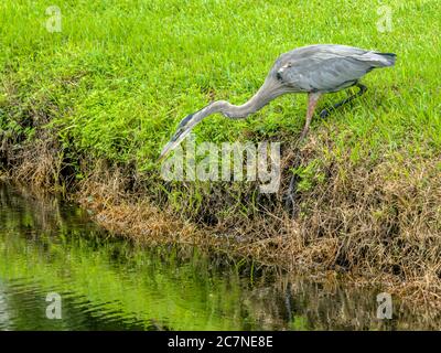 Sarasota, USA, 18 luglio 2020 - un airone blu alla ricerca di pesce in uno stagno a Sarasota, Florida. Credit: Enrique Shore/Alamy Stock Photo Foto Stock