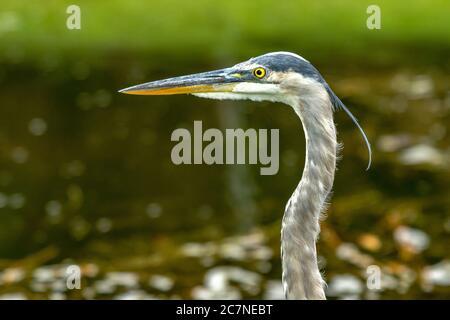 Sarasota, USA, 18 luglio 2020 - un airone blu alla ricerca di pesce in uno stagno a Sarasota, Florida. Credit: Enrique Shore/Alamy Stock Photo Foto Stock