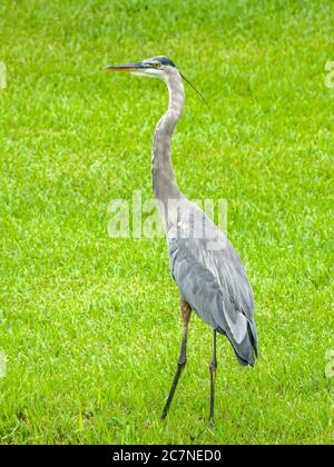 Sarasota, USA, 18 luglio 2020 - un airone blu alla ricerca di pesce in uno stagno a Sarasota, Florida. Credit: Enrique Shore/Alamy Stock Photo Foto Stock