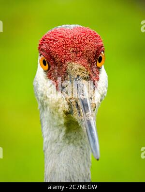 Sarasota, USA, 18 luglio 2020 - una gru per adulti a Sarasota, Florida. Credit: Enrique Shore/Alamy Stock Photo Foto Stock