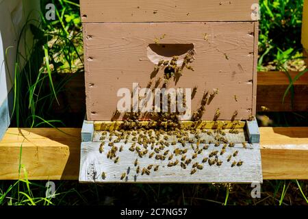 Primo piano di ingresso delle api in un volo in funzione vicino all'alveare un alveare di legno colorato. Foto Stock