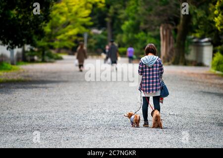 Kyoto, Giappone - 17 aprile 2019: Giardino parco di Gyoen vicino al Palazzo Imperiale con donna che cammina due cani all'esterno con guinzaglio sulla strada del sentiero Foto Stock