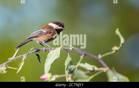 Un chickadee 'Poecile rufescens' con sostegno di castagne cerca cibo tra i rami di un albero. Foto Stock