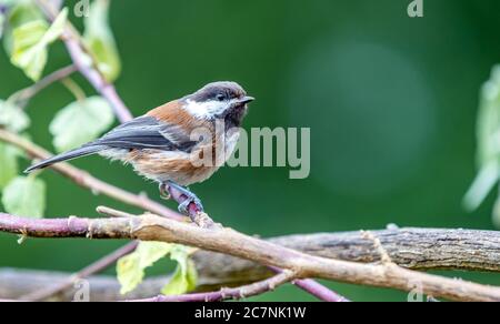 Un chickadee 'Poecile rufescens' con sostegno di castagne cerca cibo tra i rami di un albero. Foto Stock