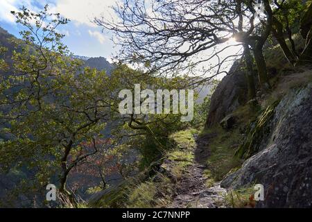 Alberi che crescono sulle scogliere nella foresta Foto Stock
