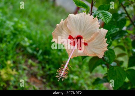 Wite Chaina Rose Mandar Flower con foglie verdi e rami al Giardino 01 Foto Stock