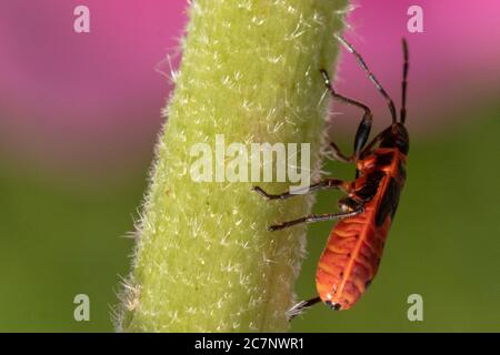 Macro shot di un firebug europeo su un fusto di fiori con uno sfondo sfocato Foto Stock