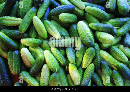 I cetrioli verde sul ripiano in un supermercato. Mangiare organico. Agricoltura rivenditore. Il contadino del cibo. Foto Stock