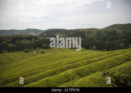 Bellissimo scenario di una fattoria di tè verde a Bosung a. giorno Foto Stock