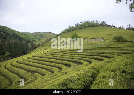 Bellissimo scenario di una fattoria di tè verde a Bosung a. giorno Foto Stock