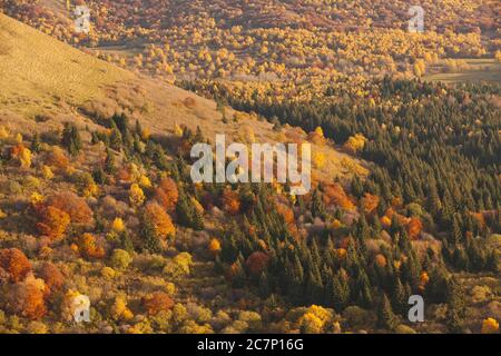 autunno foresta panoramica auvergne luce del sole Foto Stock