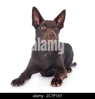 Australian Kelpie davanti a uno sfondo bianco Foto Stock