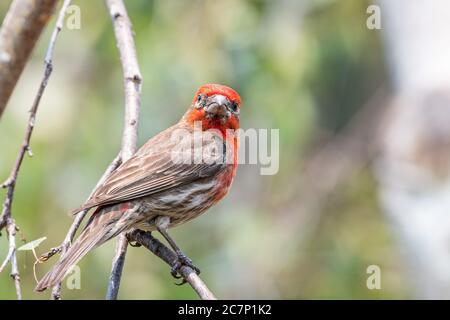 Primo piano di maschio House Finch (Haemorhous mexicanus) arroccato su un ramo di albero; San Francisco Bay Area, California; sfondo sfocato Foto Stock