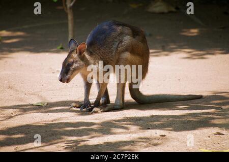 Aspetto del profilo wallaby di tipo asiatico nel giardino Foto Stock