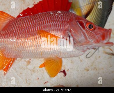Pesce rosso appena pescato su un tavolo bianco Foto Stock