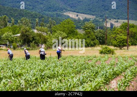 Donne georgiane che lavorano nel campo del mais, nella vita di campagna, nella scena agricola e agricola. Vita estiva a Tianeti, Georgia. Foto Stock