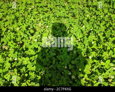 ombra sul verde tre foglie prateria in estate soleggiato giorno Foto Stock