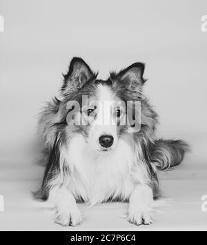 Bel cane collie bordo in tonalità di bianco e nero Foto Stock